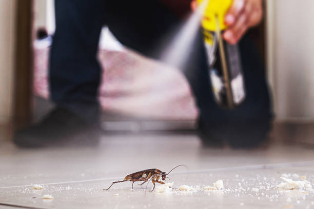 Best Wasp Removal Services  in Lyons, IL